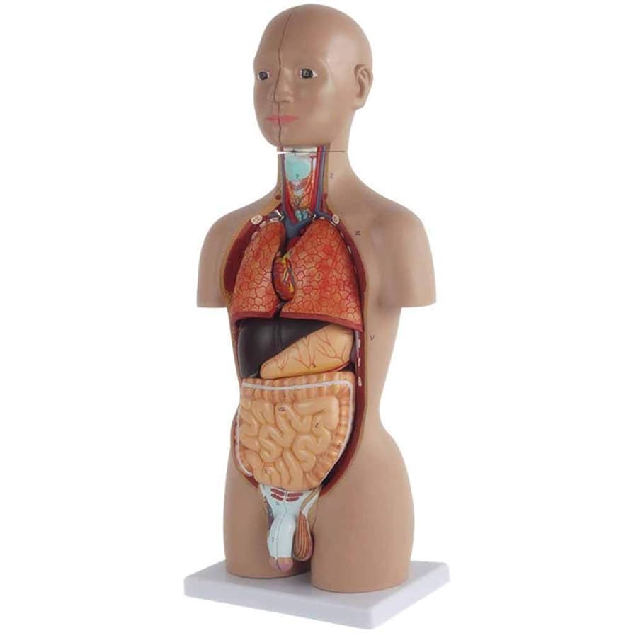 Amazon.co.jp: 人体の解剖学のモデル、人間の胴体モデル